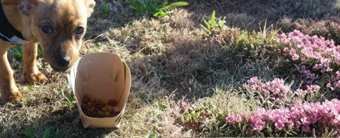 Compostable disposable pet food bowl for travel, flat-pack paper bowl assembled with dry kibble