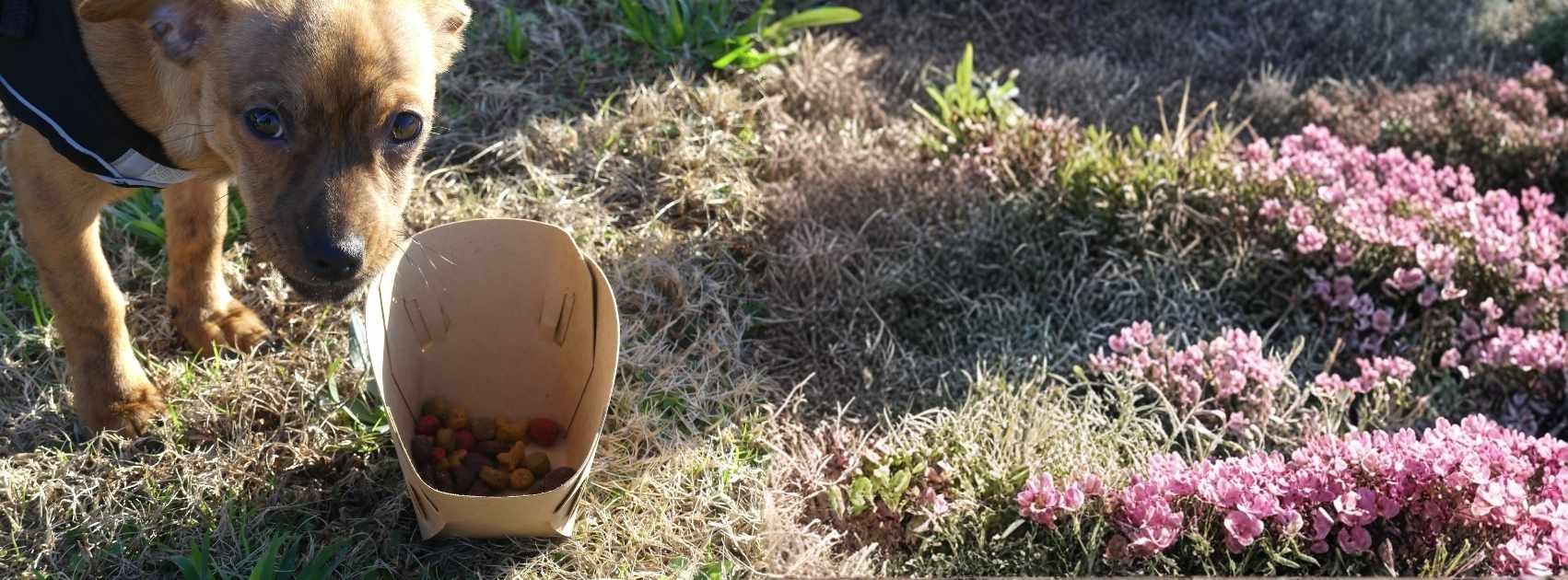 Compostable disposable pet food bowl for travel, flat-pack paper bowl assembled with dry kibble